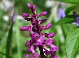 Early purple orchid - Paul Lane